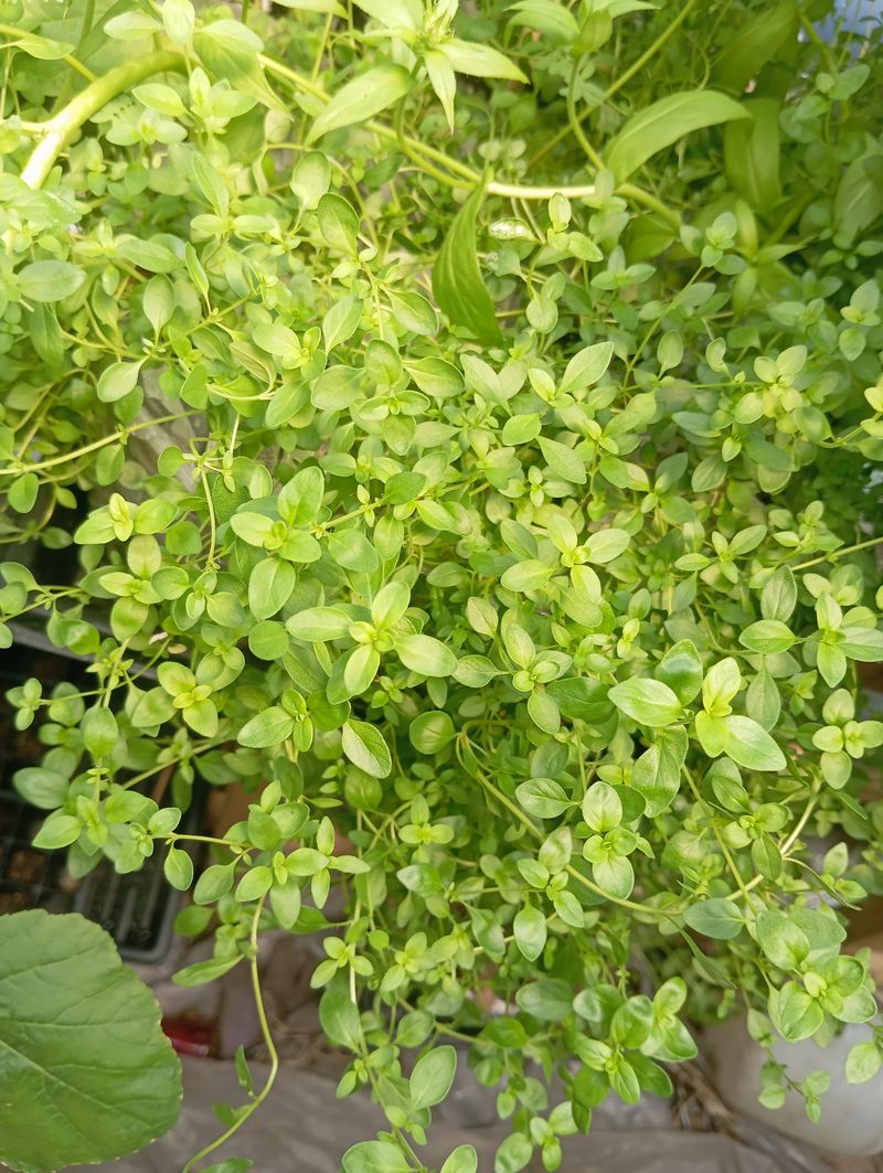 Thymus serpyllum